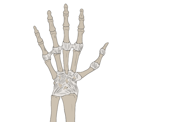 The main function of ligaments is to stabilise joints by preventing excessive movement that could cause dislocation or injury